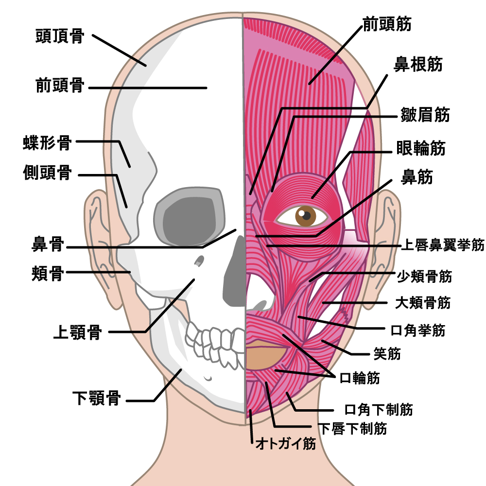 表情筋種類