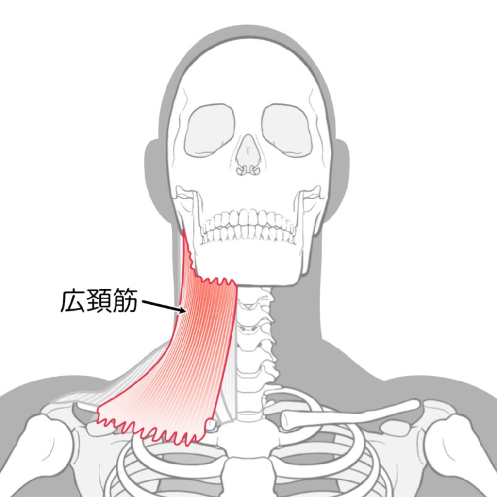 広頸筋イメージ