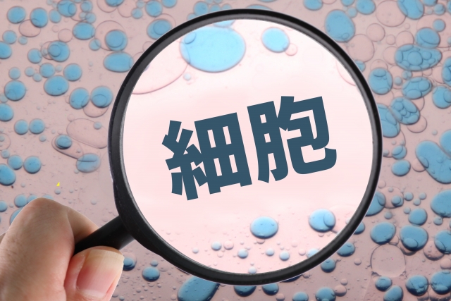 細胞イメージ画像